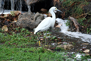 Snowy Egret